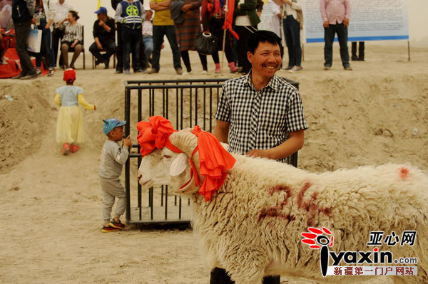 最美羊王评选得主24号羊