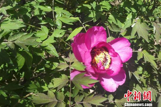 上世纪80年代,榆中的和平牡丹与洛阳牡丹、菏泽牡丹并称为全国三大牡丹基地。目前,和平牡丹种植面积共计2000多亩,有白牡丹、黑牡丹、紫斑牡丹、红牡丹等,530多种品种。 张宏 摄