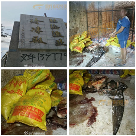 图为犯罪嫌疑人指认鲸鲨宰杀现场