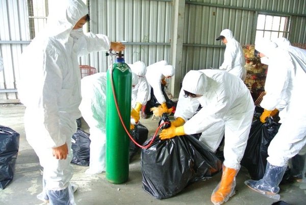 双北错杀逾3000只鸡 检测报告:非禽流感_凤凰