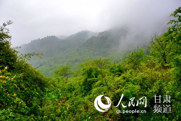 雾在山中飘,绿荫遍山腰(刘海天 摄)