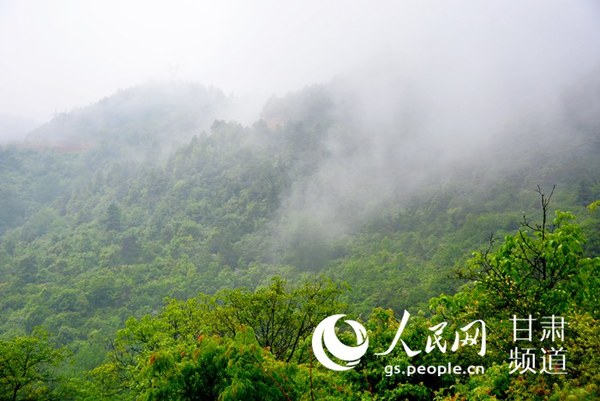 云山雾罩，绿树相绕（刘海天 摄）