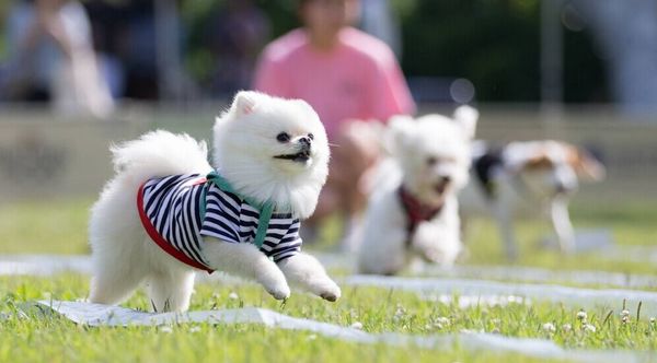 韩国大学举办狗狗运动会 呼吁国民爱护宠物