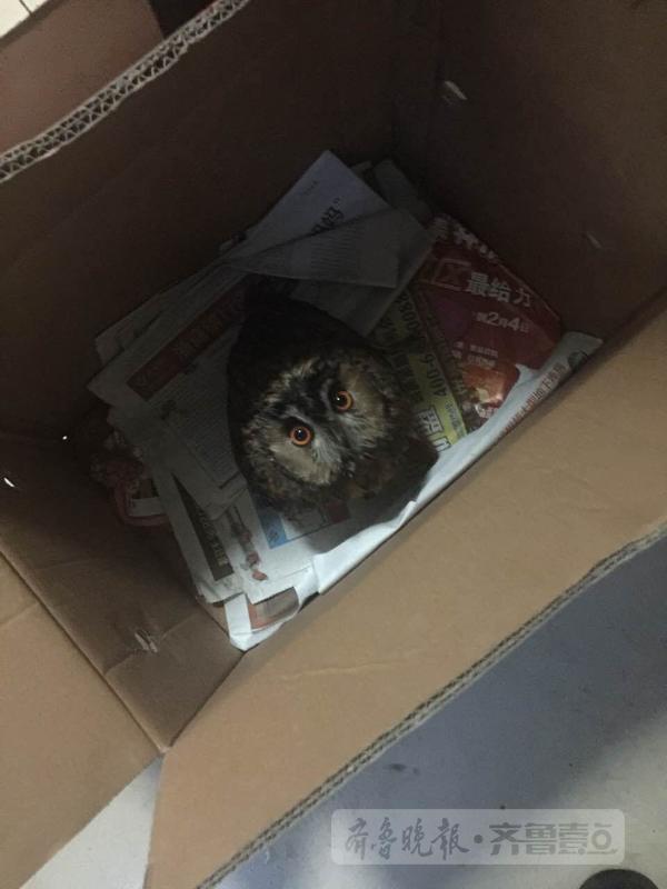呆萌猫头鹰误闯居民区