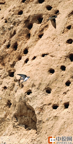 两只崖沙燕飞进自己的窝