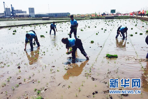 图为插秧比赛活动现场。