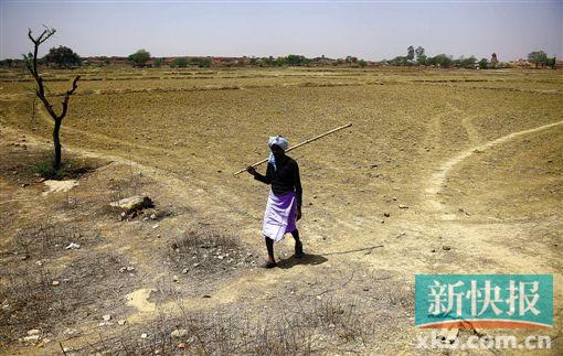 ■持续的高温导致印度多地严重干旱。CFP图
