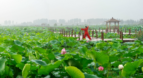 水一方荷塘美景