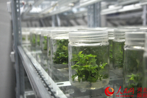 图为定州现代科技花卉苗木产业聚集区。该区由天津创世公司总投资10亿元进行打造,加快了定州市建设现代花木产业示范园区的步伐。张梦琪 摄