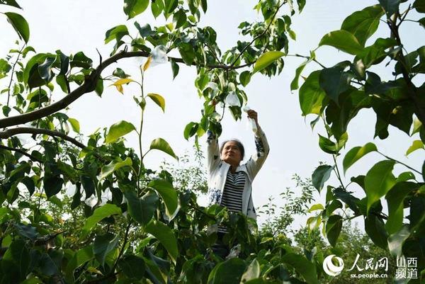 龙泉镇西坡底村梨农王艳花在自家“玉露香”梨园套袋 郝微微 摄