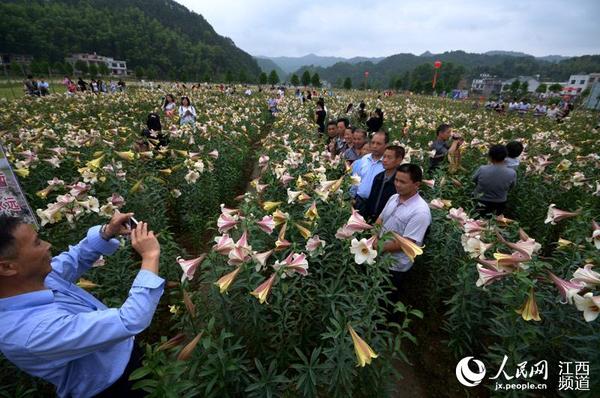 万载县白水乡龙牙百合基地里百合花盛开，吸引游客蜂拥而至。