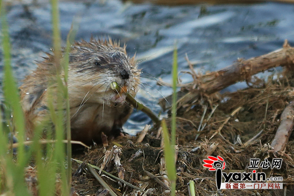 野生麝香鼠刚刚从水中打捞出食物 陈洋 摄