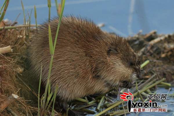 啃食植物的麝香鼠 陈洋 摄