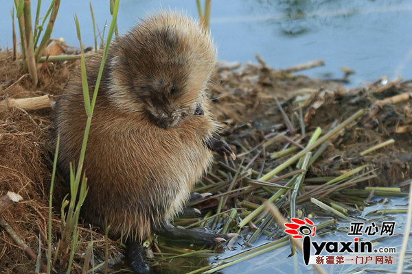 饱餐后挠痒的麝香鼠 陈洋 摄