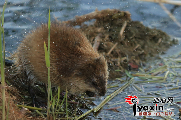 完成潜水后的麝香鼠抖动着身上的水珠 陈洋 摄