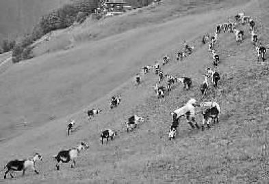 其实,我是一只羊