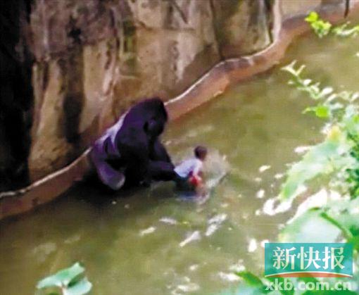 ■也有网友为动物园的无奈之举辩护说,当时“哈兰贝”已经出现拖曳男孩的动作,人们无法预料它是否会伤害孩子。这是当天的监控视频。