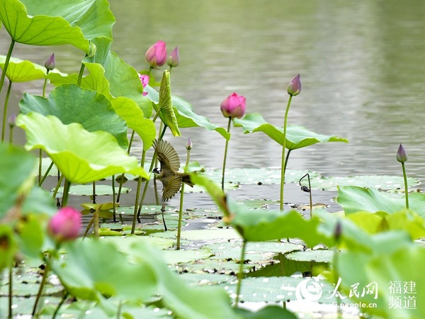 白头鹎在荷丛中嬉闹。 吴隆重 摄