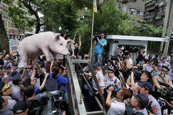 猪农激烈抗议高喊“林全下台、毒猪入台”，美猪标本翻墙冲进“立法院”。图片来自中时电子报
