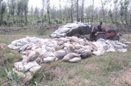 工人掩埋死鱼。