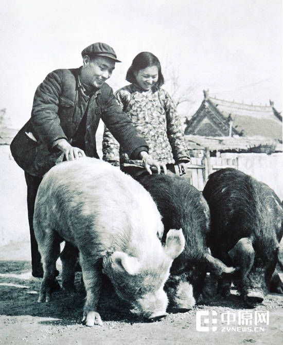 郑州人民公社的养猪场