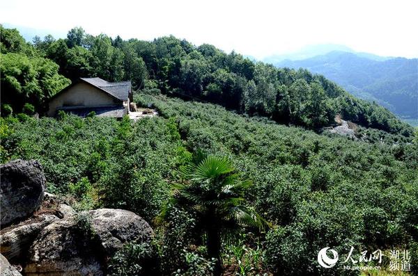 马坪村的农家都被木瓜树和森林包围