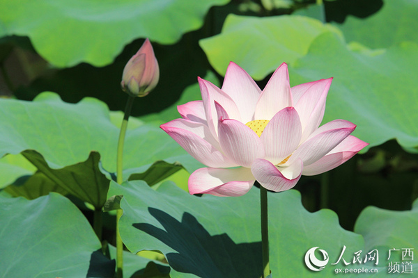 广西大学荷花怒放
