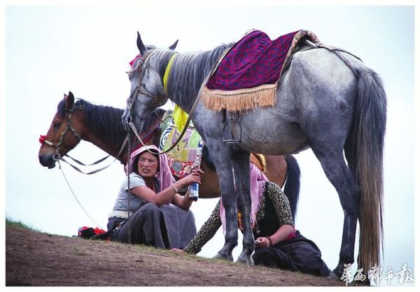 河曲马是一个古老的马种,历史上曾称之为吐谷浑马。 李贵平摄