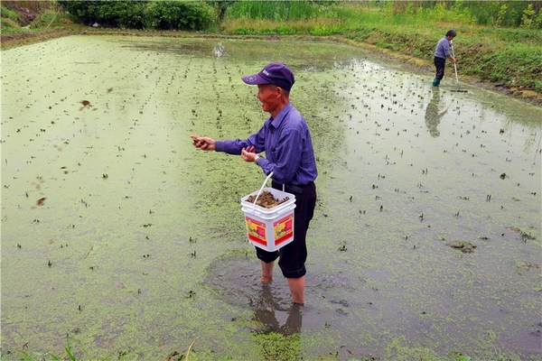 老爷子对种地要求很高，赤着脚在水田里踩来踏去，播撒着自家打菜油剩下的菜籽饼做肥料。
