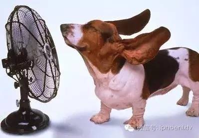 周末宅家,我才不管什么高温补贴!_凤凰卫视