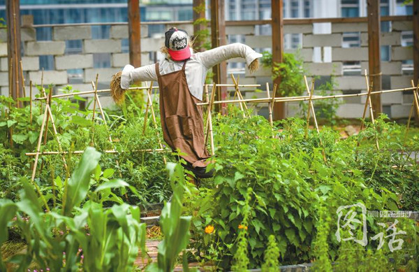 农场有稻草人防鸟儿来偷吃。