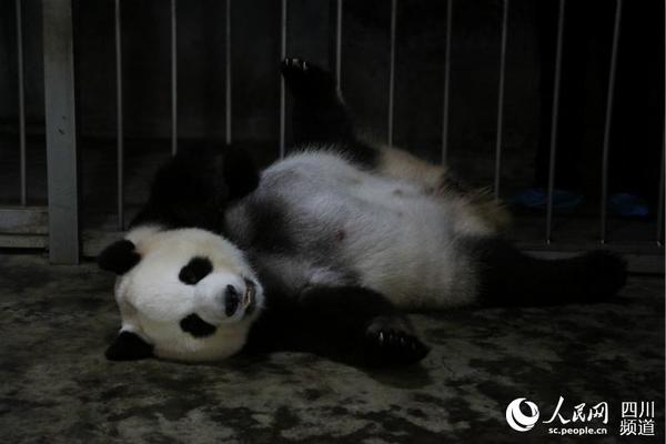 大熊猫绩丽待产。（图片由成都大熊猫繁育研究基地提供）