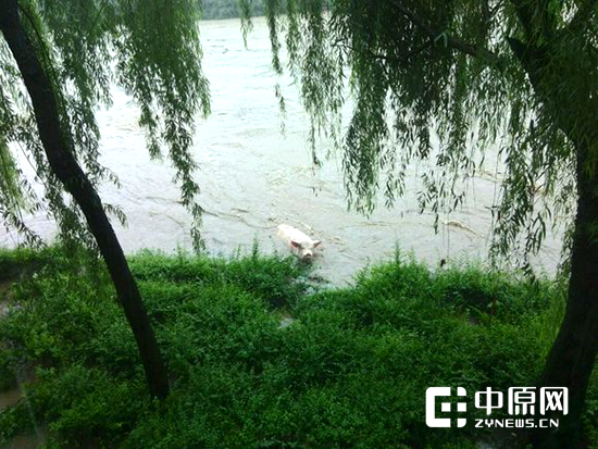 被河水冲走的猪