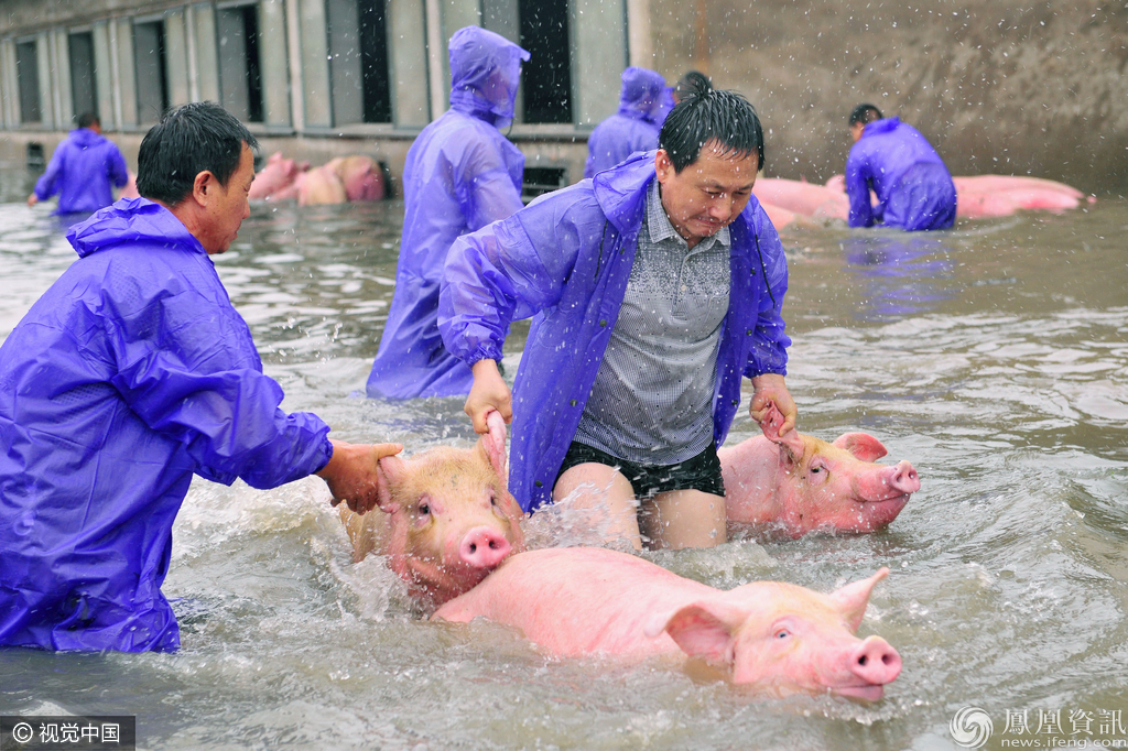 那6000头遭遇洪灾的猪有救了_凤凰财经频道