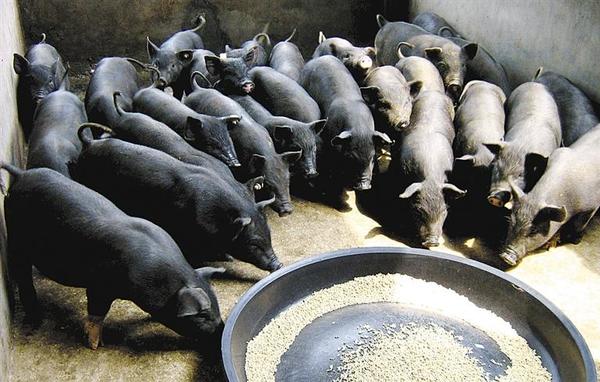 南海网整合:海南多个商标被抢注 注册商标要赶