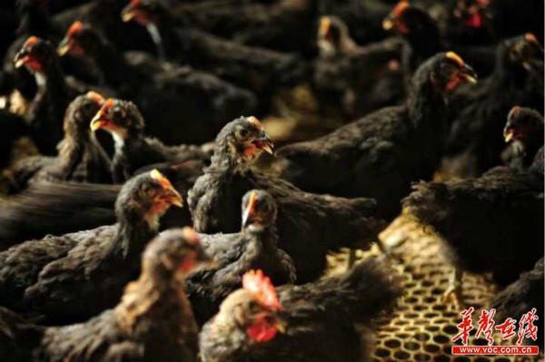 土鸡不土 90后土鸡哥养鸡卖鸡有创意