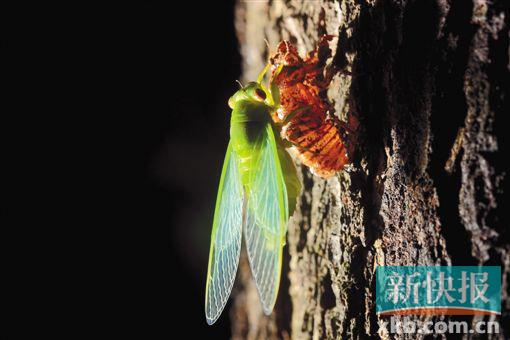 ■在华农树木林里,你可曾留意到夏夜薄翅蝉正在羽化?(彭宇拍摄于华农树木园)