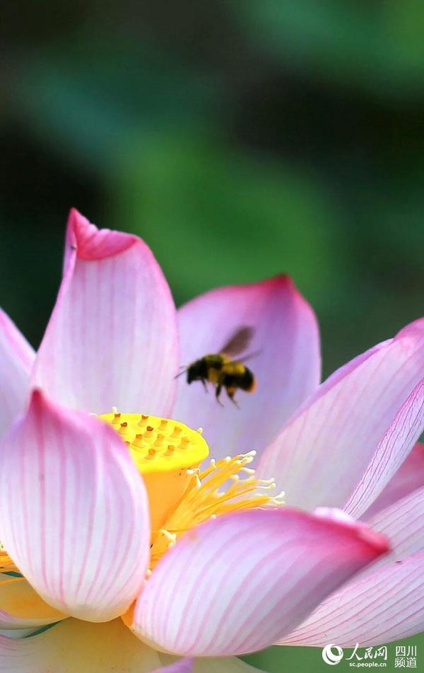 又逢盛夏荷花开放的时节，井坝村的荷塘早已荷香四溢。（石岁雄 摄）