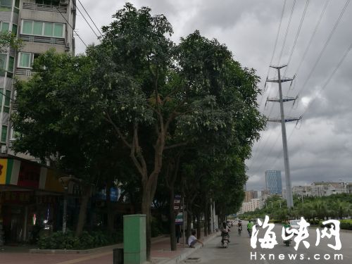 福州芒果树今年大减产 雨水霜冻导致不结果