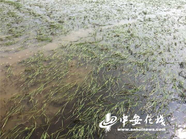 受灾秧苗像水草一样漂浮在水里.