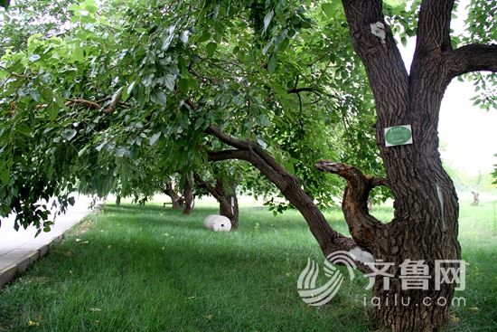 古桑树