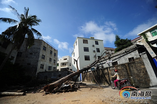 　　7月20日，一位骑行者从倒下的大树与电线织成的“蜘蛛网”下经过。南海网记者 沙晓峰 摄