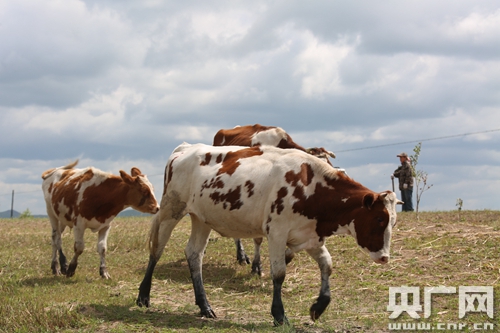 　　“生态草牧业试验区”上的三河牛（黄光辉 摄）