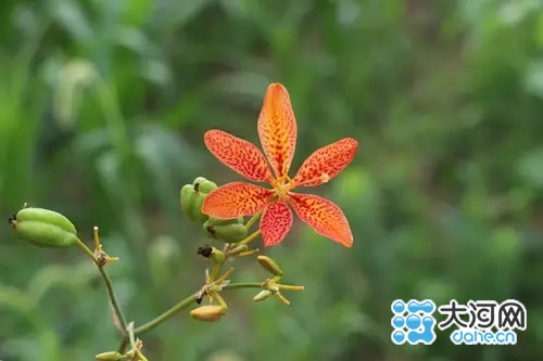 三门峡湿地植物射干