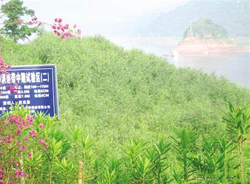 　　消落带处栽植的竹柳