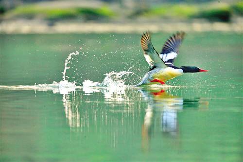 　　中华秋沙鸭 摄/谭文奇