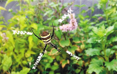 怎么才能变成一只蜘蛛 10d2ea3c-ae99-4c79-a903-094902948923_size104_w400_h255.jpg