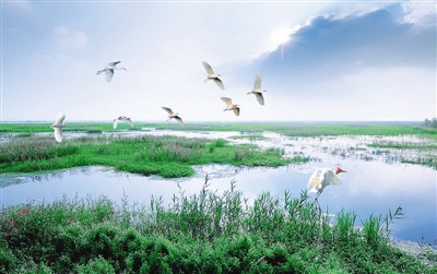 鸟悦湿地洪泽湖_凤凰资讯