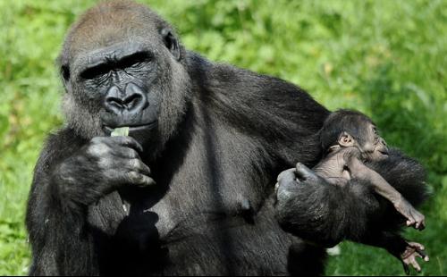 西部大猩猩群居，通常5-16只共同生活，它们可以灵活的攀树，栖息在森林、沼泽。