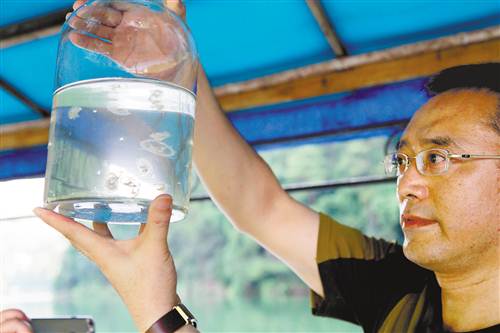 重庆璧山青龙湖连续3年发现桃花水母